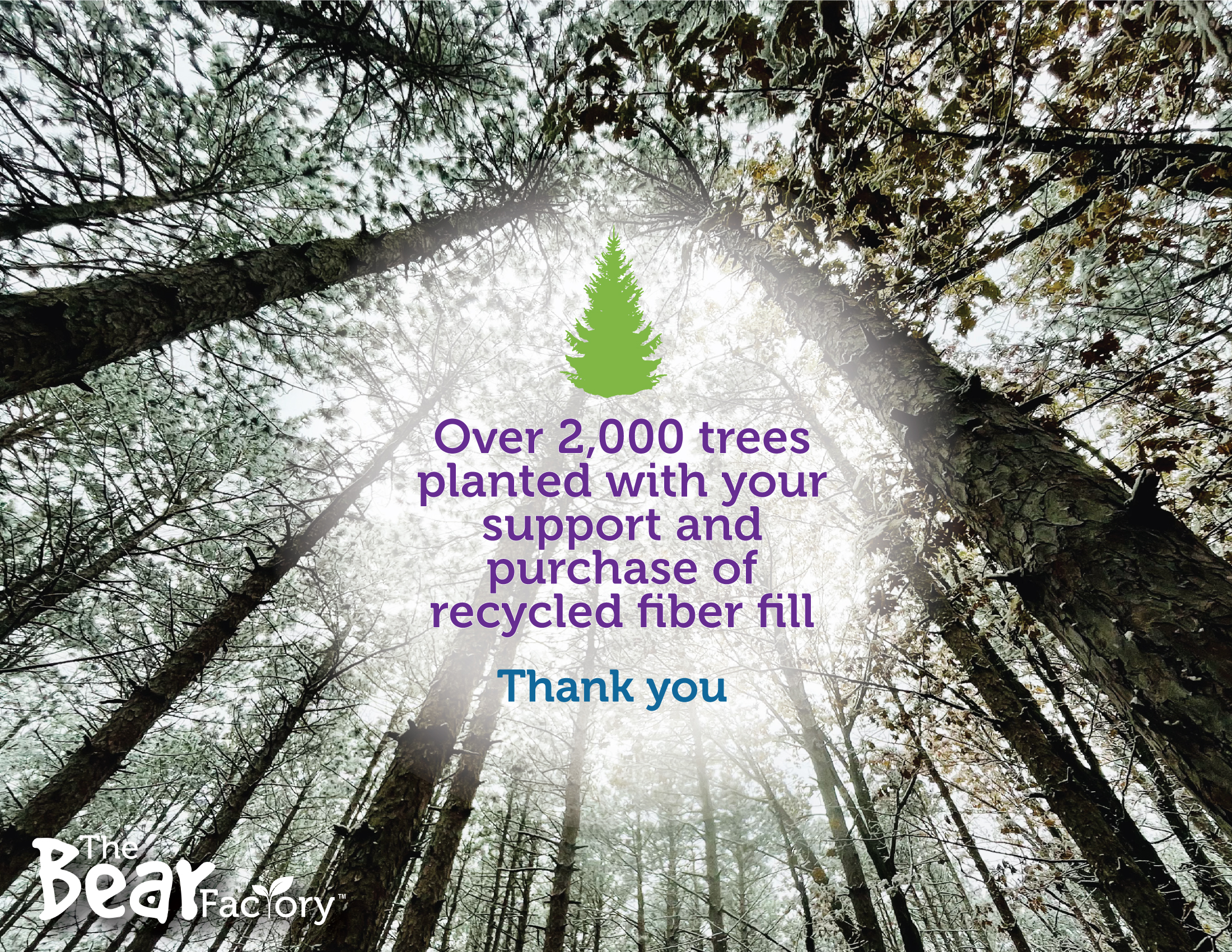 Over 2,000 tres planted with your support and purchase of recycled fiber fill. Thank you.