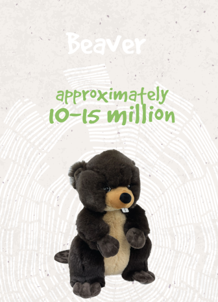 Beaver - approximately 10-15 million
